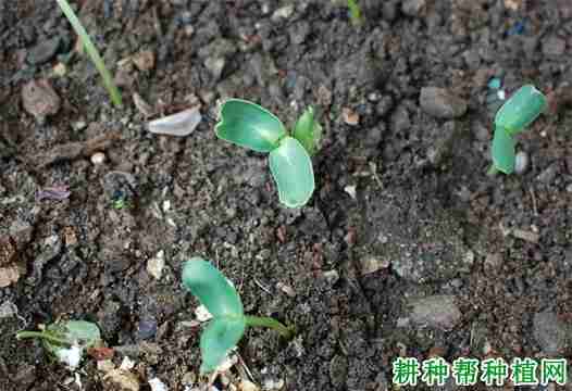 种植向日葵为什么要间苗定苗呢(种植向日葵为什么要间苗定苗两次)